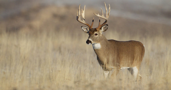 Deer Calls