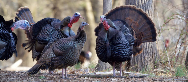 Turkey Calls